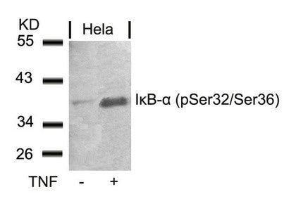 Phospho-NFKBIA (Ser32/Ser36) Antibody