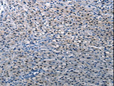 DEFA1 Antibody