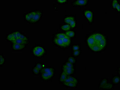 CTGF Antibody