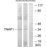 TNFAIP1 Antibody