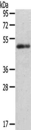 CCKBR Antibody