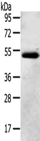 NR2F2 Antibody