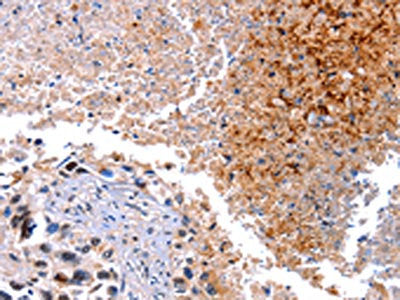 HMOX1 Antibody