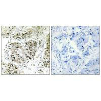 CENPA Antibody