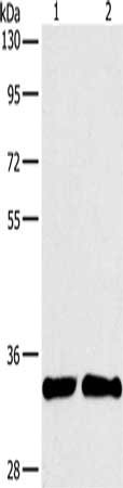 ARTN Antibody