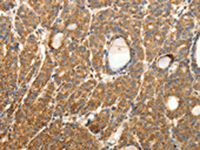 SYT11 Antibody