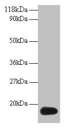 ISG15 Antibody