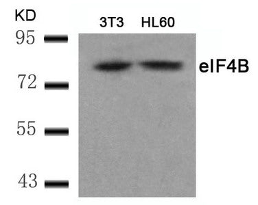 EIF4B (Ab-422) Antibody