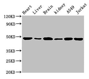 ENO2 Antibody