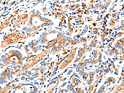 MAP2K2 Antibody