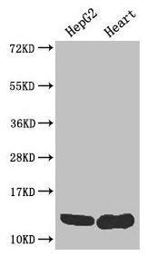 WFDC2 Antibody