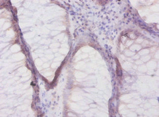 DEFB1 Antibody