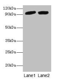 POSTN Antibody