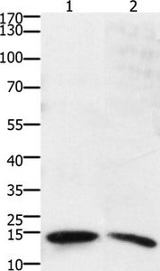 SUMO2 Antibody