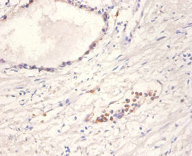 NTF4 Antibody