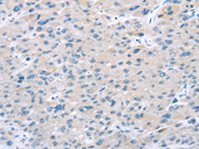 EI24 Antibody