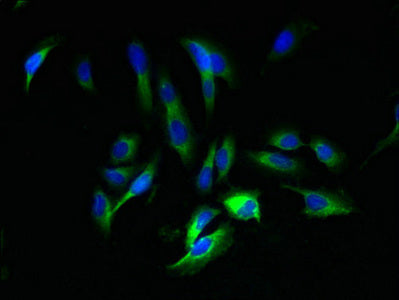 AMBP Antibody