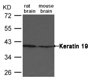 KRT19 Antibody