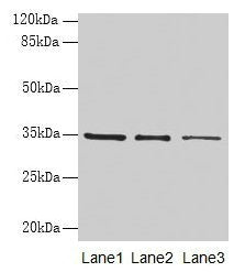 GDF15 Antibody