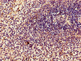 MYL2 Antibody