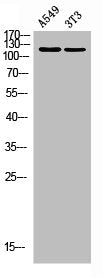 TENC1 Antibody