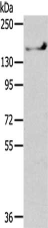SHANK1 Antibody