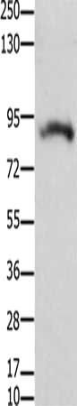 KCNH2 Antibody