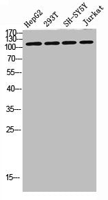 DAAM1 Antibody