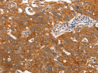 PGC Antibody