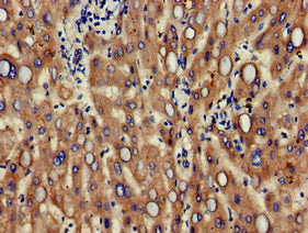 ALCAM Antibody