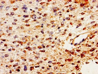 PTN Antibody