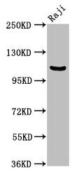 NFKB1 Antibody