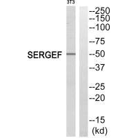 SERGEF Antibody