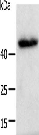 E2F2 Antibody