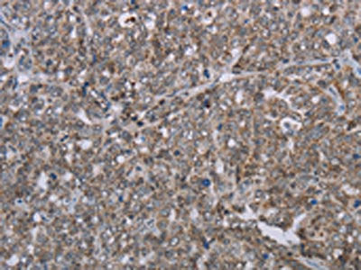 MMP20 Antibody