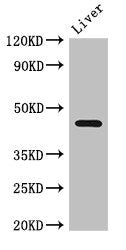 NGFR Antibody