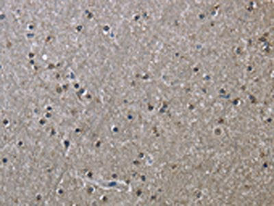 HSPA9 Antibody