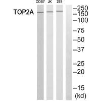 TOP2A Antibody