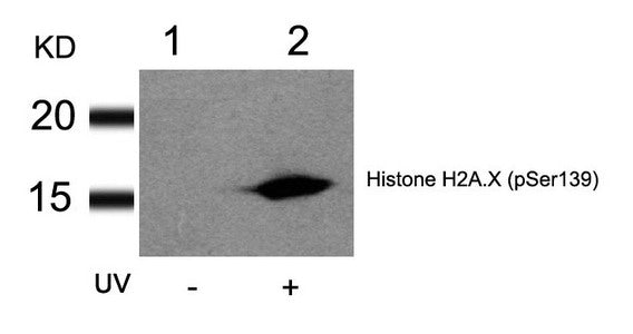 Phospho-Histone H2A.X (Ser139) Antibody