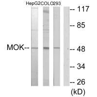 MOK Antibody