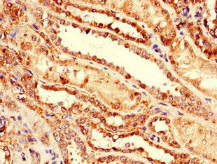 NRG4 Antibody
