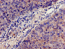 C3 Antibody