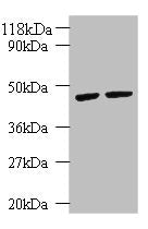 KRT18 Antibody