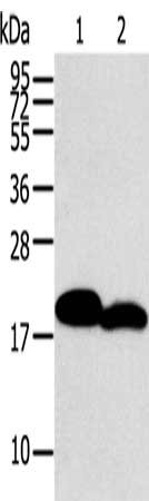 MYL2 Antibody