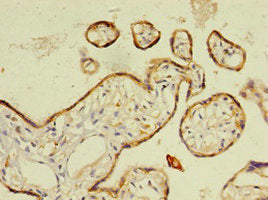 RARRES2 Antibody