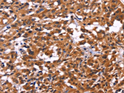 MSH4 Antibody