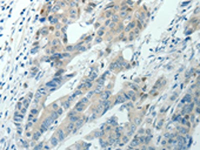 RNF126 Antibody