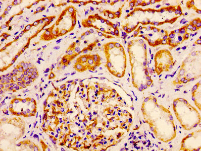 HSPE1 Antibody