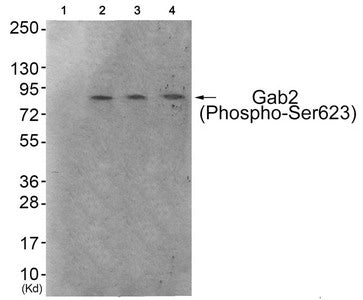 Phospho-GAB2 (Ser623) Antibody