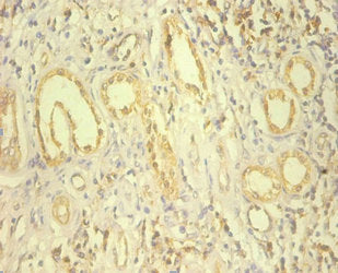 HSP90B1 Antibody